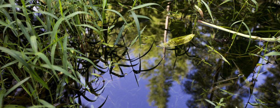 Water and reflections of trees and foliage at the Natural Areas Teaching Lab